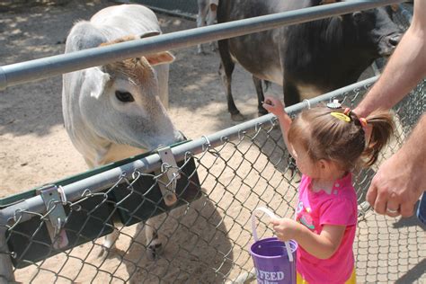 manorville petting zoo|farm animals petting zoo.